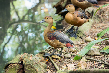 Lesser whistling duck ( or Dendrocygna javanica ) in naturein in Thailand