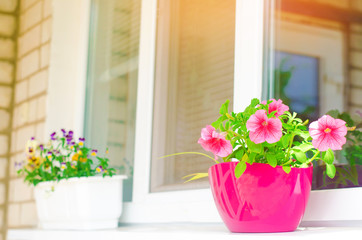 A pot of pink petunias stands on the window, beautiful spring and summer flowers for home, garden, balcony or lawn, natural wallpaper, space for text