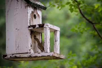 horizontal image of rustic birdhouse with a family of wrens. Mom feeding babies. Soft defocused background in green. 