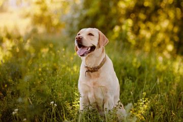 Dog labrador retriever playing outside smile in green park - obrazy, fototapety, plakaty