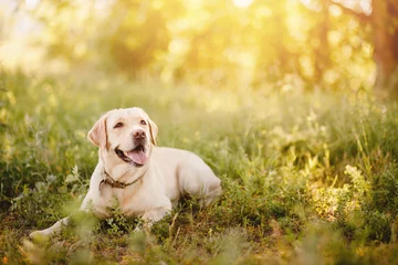 Deurstickers Actieve, glimlach en gelukkig rasechte labrador retriever hond buiten in graspark op zonnige zomerdag. © Parilov