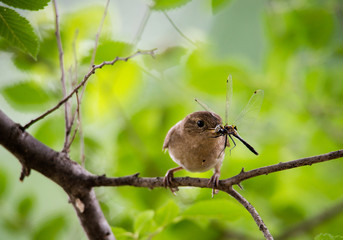 close up of mother wren with dragonfly to feed to babies in nest