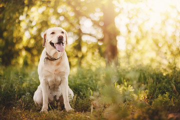 Happy dog labrador retriever smiling in park outside, in background summer and sun.