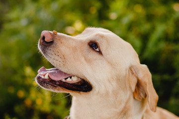Dog labrador is waiting for food on nose, man Owner is training. Concept cynologist.