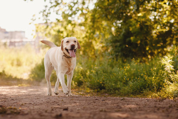 Active, smile and happy purebred labrador retriever dog outdoors in grass park on sunny summer day.