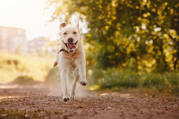 Active, smile and happy purebred labrador retriever dog outdoors in grass park on sunny summer day.