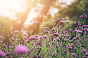 Verbena flowers in the sunrise with soft and blur style for background