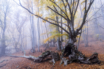 Autumn beech forest. Mountain range Demerdzhi, the Republic of Crimea.