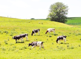 Dairy Cattle Grazing