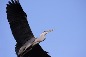 gray heron (ardea cinerea) gliding thru the air 