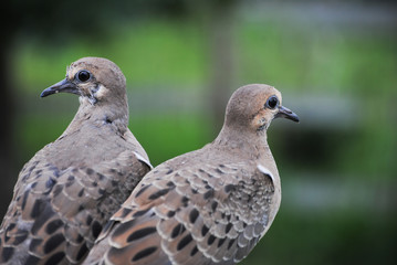 Birds