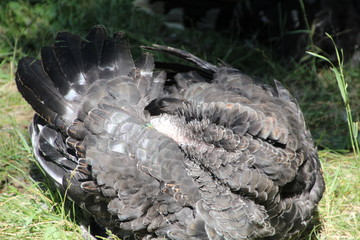 Turkey In A Ball, Fort Edmonton Park, Edmonton, Alberta