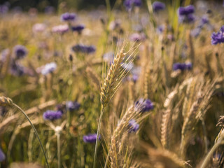 Field with wheat in summer on a sunny day. 