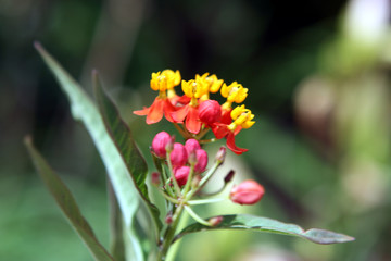 Colorful flowers with dark background