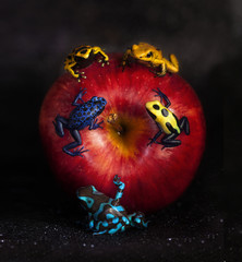 apple with five dendrobates
