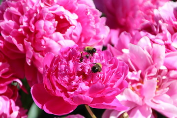 Bees On Peonies, Fort Edmonton Park, Edmonton, Alberta