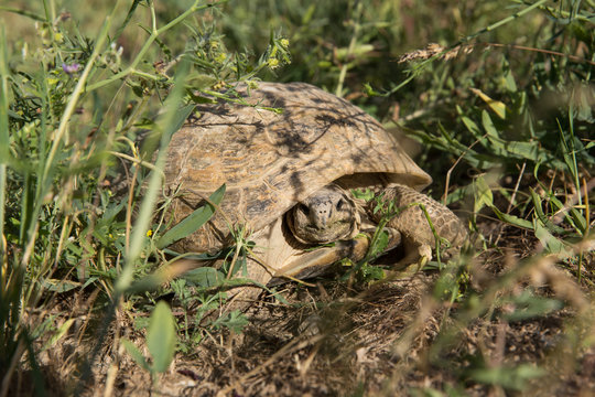 Horsfield Tortoise in Tandooreh National Park, Khorasan, Iran