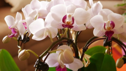 Close up of orchids.