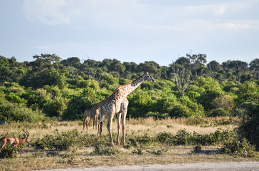 Giraffe, Botswana, Chobe Park