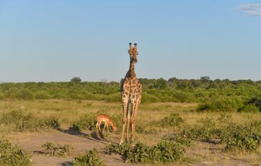 Giraffe, Botswana, Chobe Park