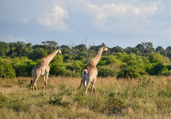 Naklejka na ściany i meble Giraffe, Botswana, Chobe Park
