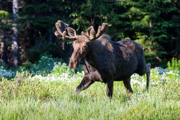 Shiras Moose of The Colorado Rocky Mountains