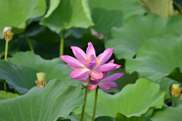 Blooming lotus flowers in the park