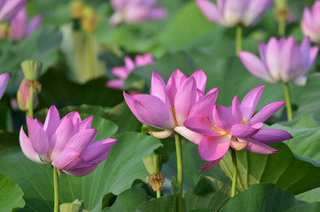 Obraz premium Blooming lotus flowers in the park
