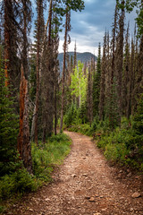 Wilderness Trail