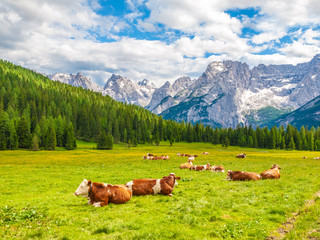 Herd of alpine cows lying on the green pasture. Landscape with peaks of Dolomites, Italy.