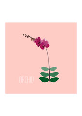 orchid modern illustration. vector card. love romantic contemporary trendy.