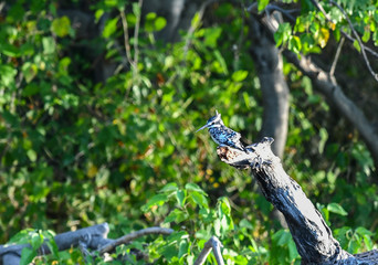 Pied Kingfisher, Graufischer