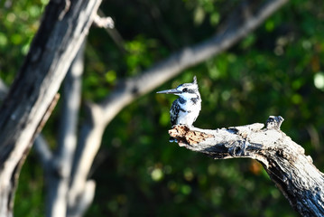 Pied Kingfisher, Graufischer