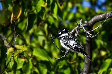 Pied Kingfisher, Graufischer