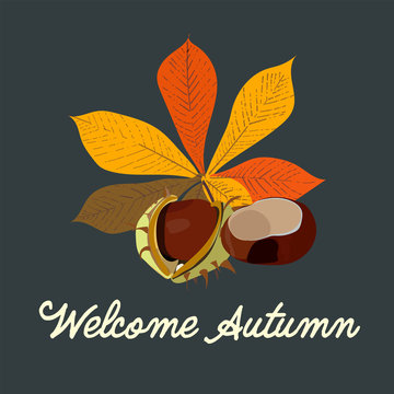 vector conker illustration. welcome hello autumn. greeting card. fall season.