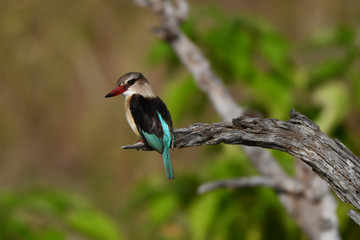 Brown hooded kingfisher, Braunkopfliest