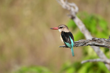 Brown hooded kingfisher, Braunkopfliest