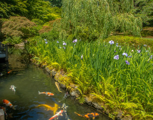 Landscape Setting of the Banks of a Large Outdoor Koi Pond