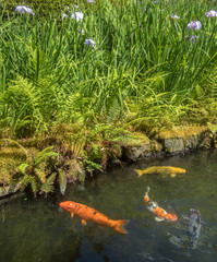 Landscape of a Large Outdoor  Koi Pond and its Banks