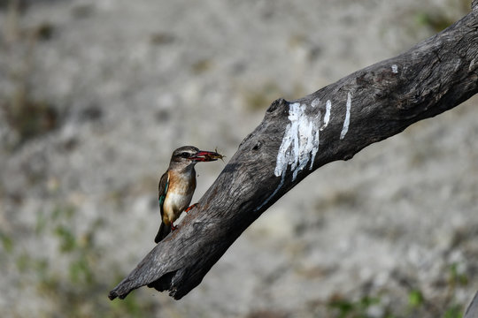 Brown hooded kingfisher, Braunkopfliest