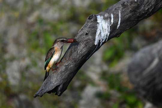 Brown hooded kingfisher, Braunkopfliest