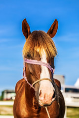 Obraz premium Beautiful hair horse facing camera with blue sky as background 