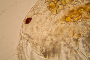 Fresh pond water plankton and algae at the microscope. Copepod body parts details

