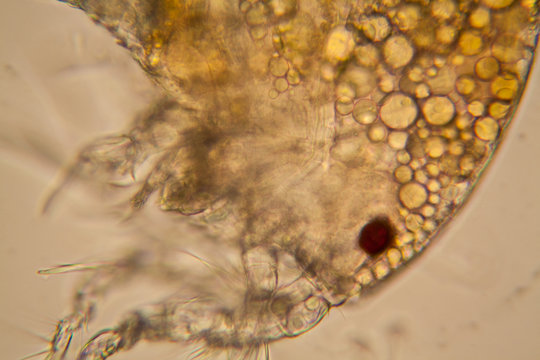 Fresh pond water plankton and algae at the microscope. Copepod body parts details


