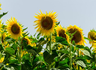 closeup on the flowers of a sunflower on a field full of flowers