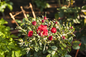 Mature woman gardener