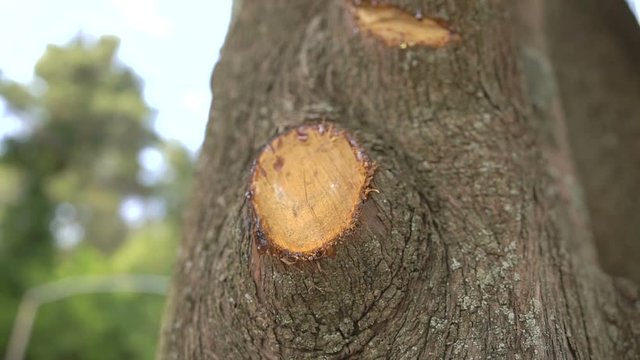 Fell off a branch, the trunk of a tree. Close-up