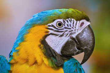 The Macaw Parrot
