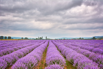 Fototapeta na wymiar Lavender Field in Bulgaria