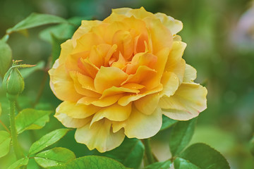 Yellow Rose over Green
